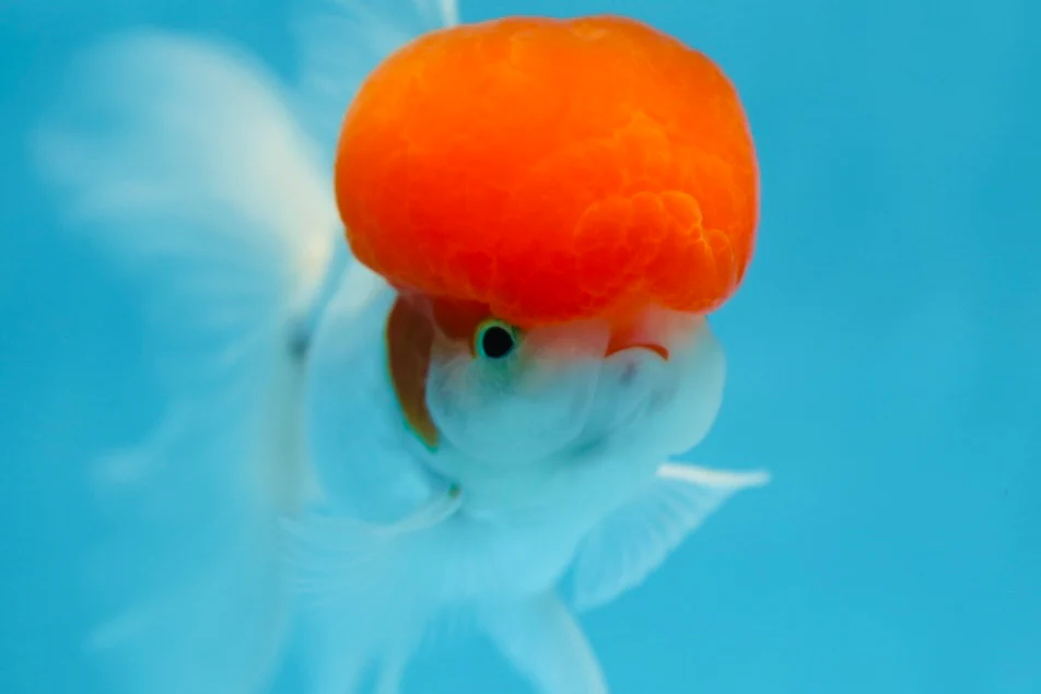 Big Forehead Goldfish