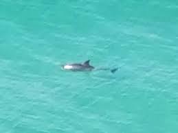 are there sharks at panama city beach