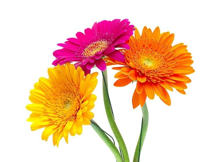 3 Gerberas