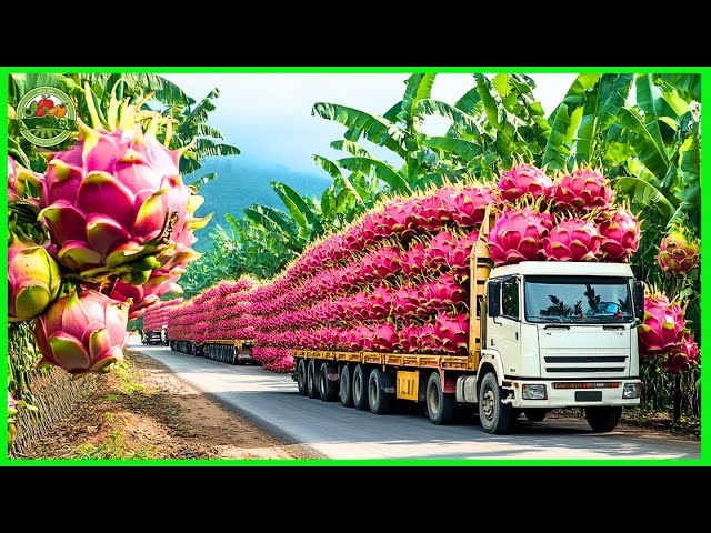 What Vehicles Do Dragon Fruits Transport